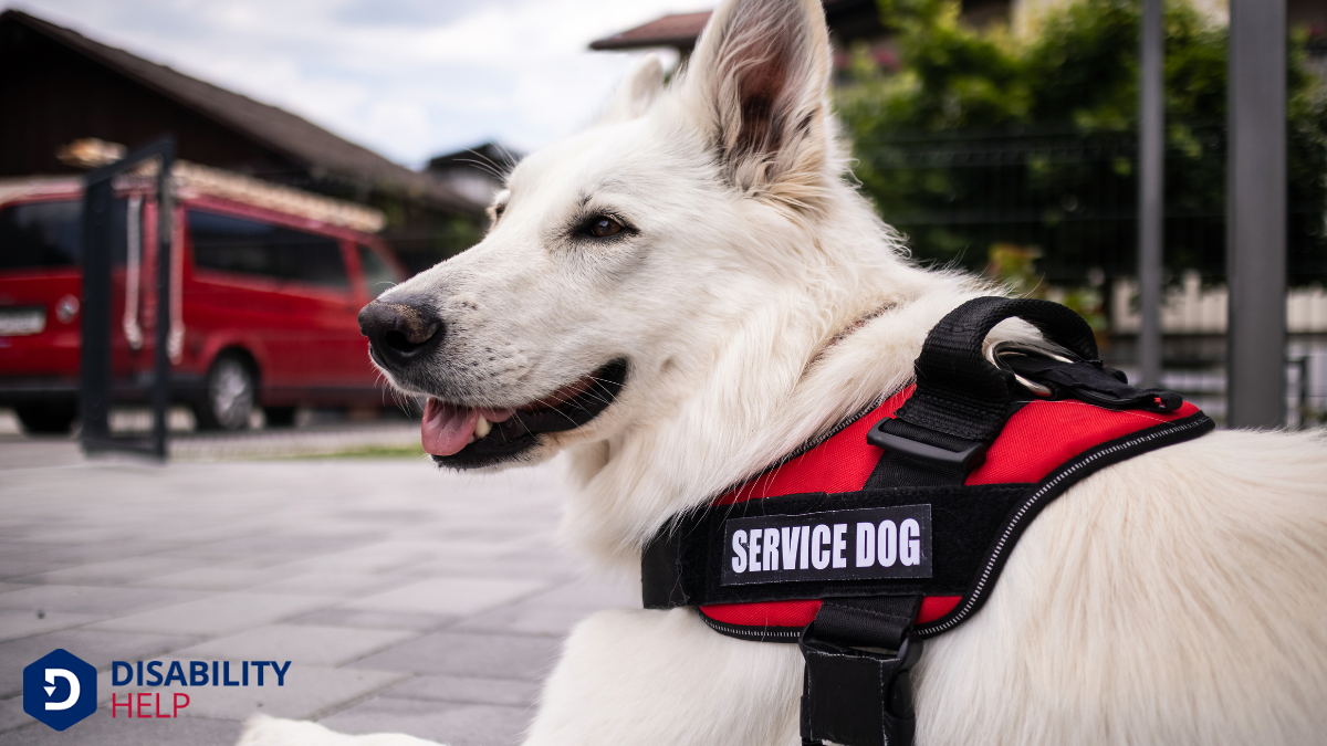 Service Animals and Support Animals